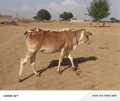 cow