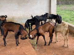 Desi bakra 03445296971 haji saab