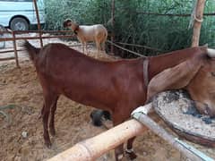 Female Goat