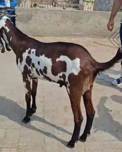 Nagra dabba goat for Qurbani 2025
