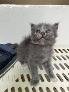 Kitten female