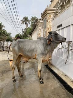 Bachre