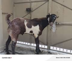 Qurbani