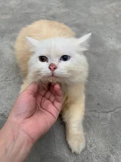 cat kitten available