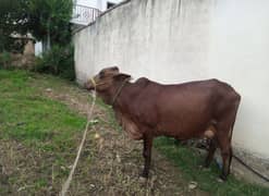 Cow for sale