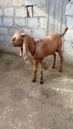 saiwal nasal bakra