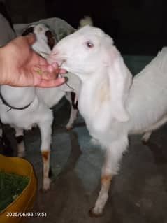 dhood wali bakri