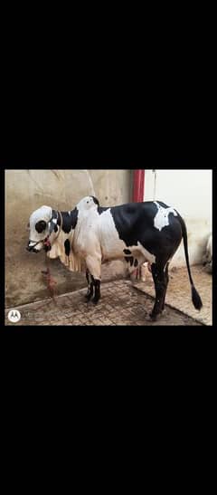 cow for sale