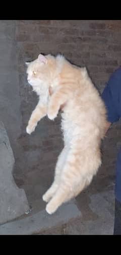 Persian