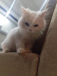 Persian Cat (10 Months)