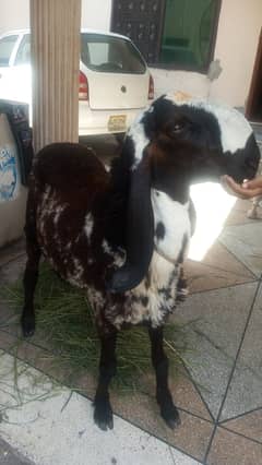 Bakra Hamra Qurbani aap kio3234926876