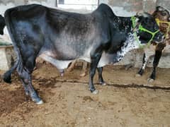 wacha, warha for qurbani