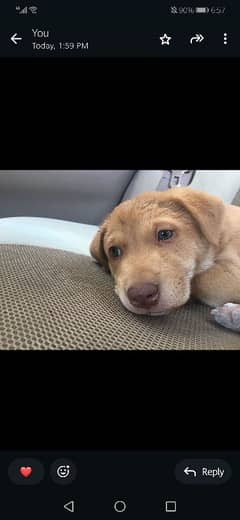 Labrador retriever baby month #2