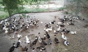 Desi Ducks