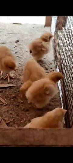 Have buff and polish chicks