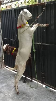 White Bakra for sale 2 dant for qurbani 03140796776