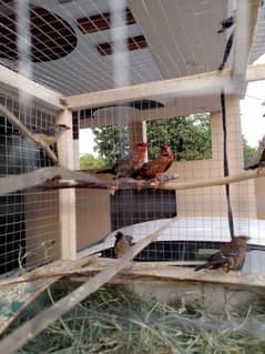 Strawberry/Red Finches Birds Available for sale.