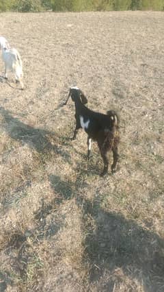 4 month ka bakra