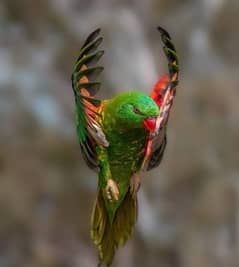 tame scaly breasted lorikeet