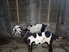 Qurbani