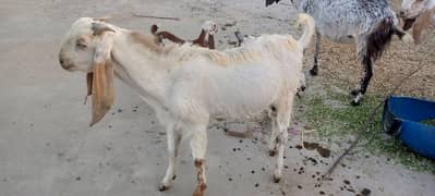 Bakra Jori For Sale Eid  Bakra