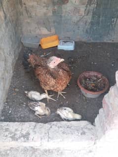 aseel jawa hight 22 inch aseel sindhi murgi 3 bachay  nasaly azeem