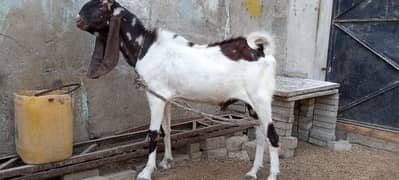 Bakra for sale