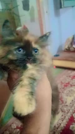 persian kitten 60 days