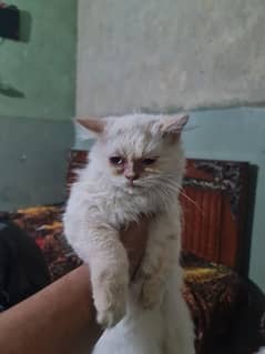 persian cat  skin clor brown clor white