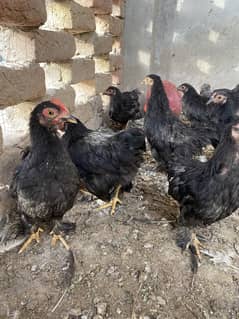 Active & Beautiful bantam Pamoz Chicks – Perfect for Breeding