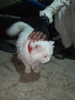 cats animals