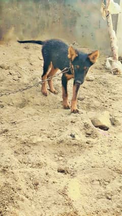 Dog for Sell