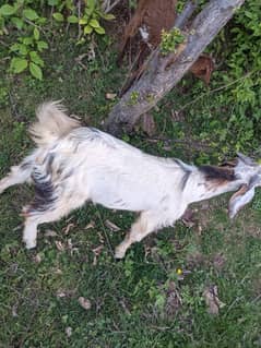 white goat containing enough meat