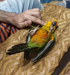 Sun conure parrot chick