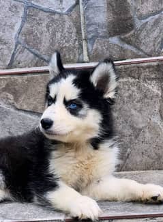 Siberian husky puppies for sale