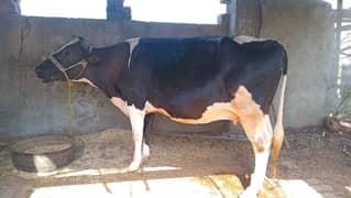 Cow