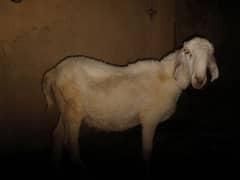 A sheep