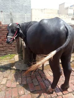 bachra