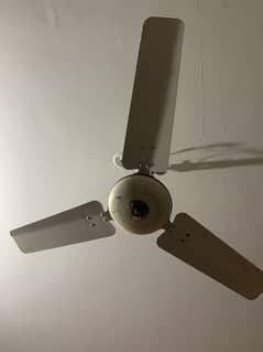 Celling fans