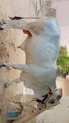 BULL FOR QUARBANI