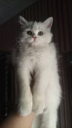 Persian