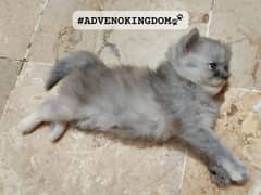 Persian  | Persian Cat | Punch Face Persian 0344/4278/121 WhatsApp