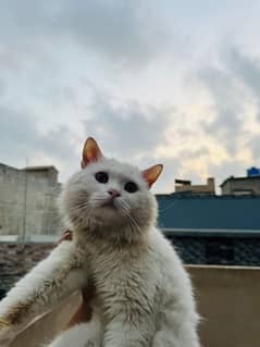 Persian