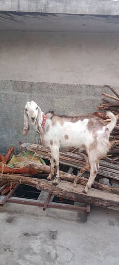 dasi batel cross Bakra