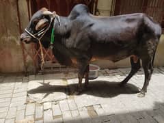 cowww