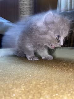 Persian