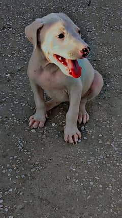 gultair breed