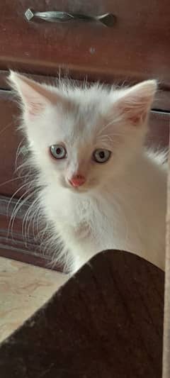 persian triple coated fawn colour