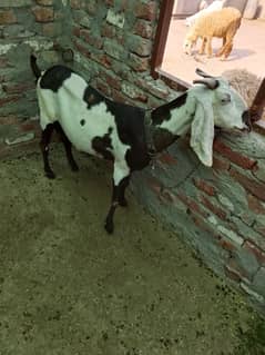 Goats
