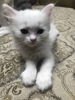 Persian kitten
